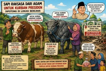 Sapi peternak asal Agam diproyeksikan jadi sapi kurban Presiden untuk daerah bencana