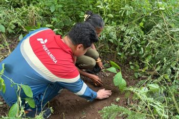 Pertamina menanam puluhan anakan pohon di Sikka peringati Hari Bumi
