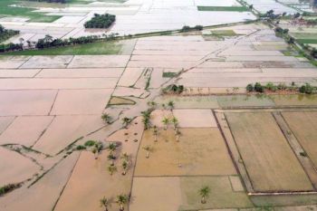 Indonesia pushes rapid farmland recovery after Sumatra floods