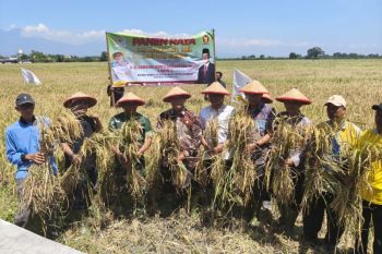 Legislator: Panen raya di Sidoarjo momentum penguatan ketahanan pangan