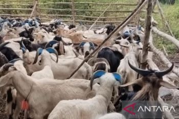 BKHIT Maluku awasi hewan kurban jelang hari besar keagamaan