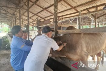 Penajam siapkan 2.650 dosis vaksin, antisipasi PMK jelang Idul Adha