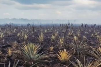 Pemkab Natuna beri bantuan uang kepada petani terdampak karhutla