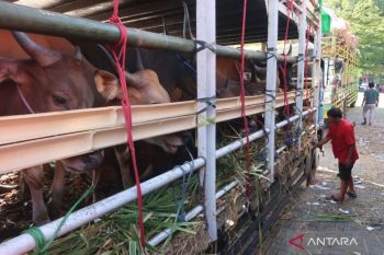 NTB menyumbang perputaran uang ratusan miliar dari penjualan hewan kurban