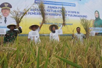 Ketua Komisi VI DPR dorong penguatan swasembada pangan beras nasional