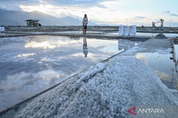Rainfall drops, salt farmers in Palu resume production