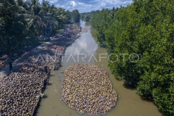 Target pengembangan kawasan hilirisasi kelapa nasional