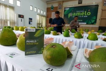 Pemkab Magetan promosikan jeruk ikon daerah lewat Festival Pamelo 2026