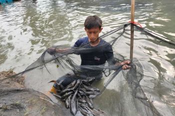BRIN unveils strategies to curb invasive suckermouth catfish spread