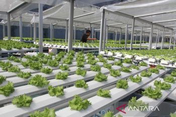 Tembus Rp32,73 triliun! Inilah strategi baru pemerintah perkuat UMKM pertanian lewat suntikan KUR 2026