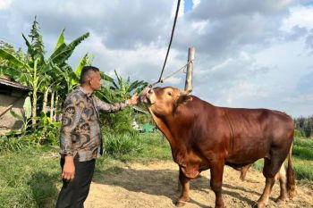 Persediaan hewan ternak untuk kurban Idul Adha di Aceh Besar mencukupi