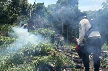 20 hektare ladang ganja di Lampanah Aceh Besar dimusnahkan
