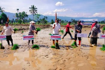 Kementan tanam padi serentak dukung ketahanan pangan di Agam
