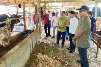 Hibah global FAO masuk Dompu, Peternakan didorong naik level