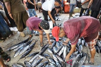 PPMHKP Jayapura perketat pengawasan mutu produk perikanan ekspor asal Papua