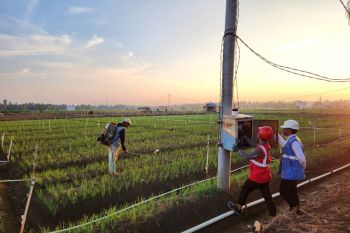 Listrik PLN tingkatkan produktivitas petani bawang di Bone