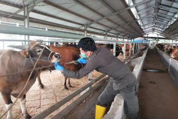 Karantina Sulsel - Pemkab Barru kawal lalu lintas ternak