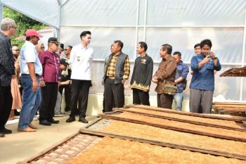 Bukan Sekadar 'Macul', Bertani Tembakau di Sumedang Jadi Keren Berkat Smart Farming!