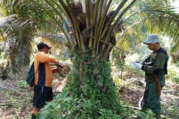 Tim Kemenhut tangkap perambah hutan koridor gajah di TWA Seblat