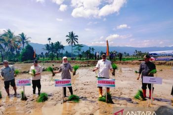 Kementan percepat tanam serentak dukung ketahanan pangan