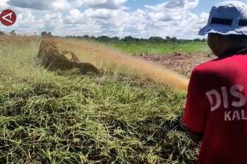 Antisipasi karhutla, Dishut Kalteng patroli intensif di wilayah rawan