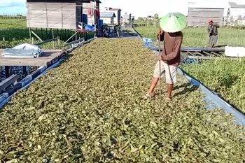 Kaltim perketat izin produksi dan ekspor kratom