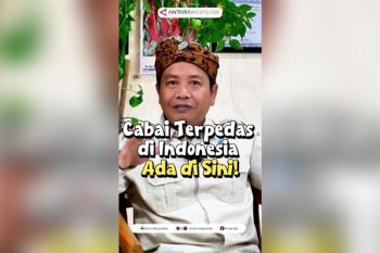Cabai terpedas di Indonesia ada di sini