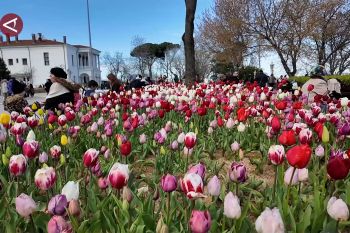 Festival tulip tahunan percantik taman-taman di Kota Istanbul