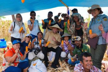 Gubernur Papua sebut panen jagung jadi bukti potensi pertanian di daerah besar