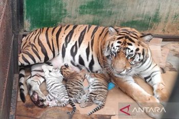 Taman Safari Prigen catat kelahiran tiga anak harimau benggala