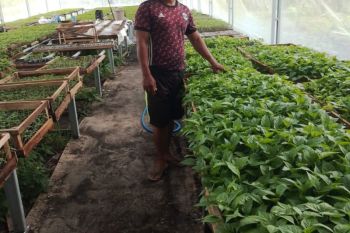 Petani Tabalong bisnis bibit sayuran dengan omset Rp30 juta per bulan