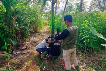 Petugas BKSDA Sumbar bertemu langsung harimau sumatra di Agam