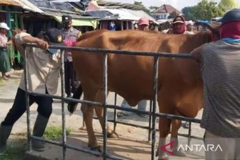 Pemkab Sampang terjunkan 60 petugas awasi kesehatan hewan kurban