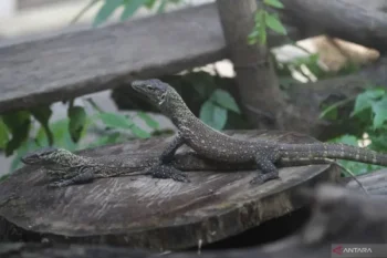 Naga, kota, dan jalan pulang yang dipertaruhkan