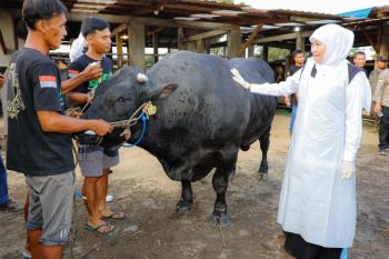 Gubernur dorong peternak Jatim penuhi daging di pasar global