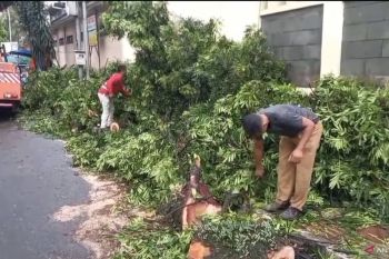 Tak ada korban jiwa akibat pohon tumbang di Cimahi