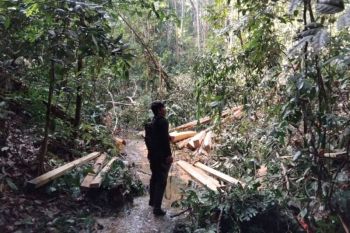 Kemenhut lanjutkan proses hukum tersangka pembalakan di kawasan TNBT