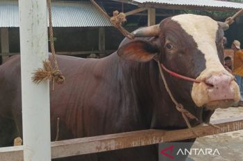 Pemkab Batang Hari pastikan sapi bantuan presiden siap untuk Idul Adha