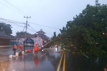 BPBD Ciamis evakuasi pohon tumbang timpa jalan dan pengendara