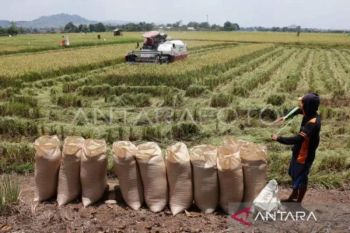 Nilai tukar petani Sulsel naik 0,02 persen pada April 2026