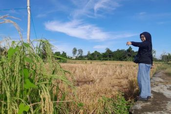 Panen serentak tekan harga gabah petani Tapin