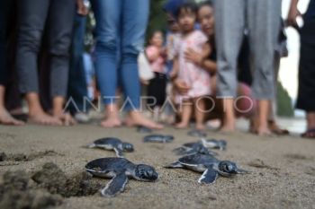 Pelepasan penyu hijau di Pasir Jambak Padang
