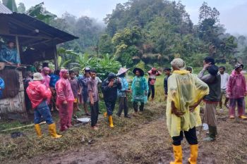 Harimau datang, 10 warga Agam di sawah berlindung di pondok tiga jam
