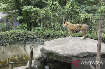 BBKSDA pertimbangkan opsi translokasi satwa Bandung Zoo ke lembaga konservasi lain