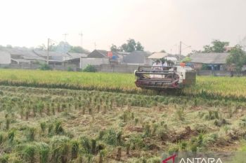 Pemkab Karawang siapkan ratusan ton beras untuk diekspor  ke Arab Saudi dan Malaysia