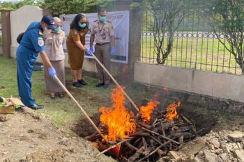 Petugas Karantina musnahkan sapi ilegal masuk ke Timika