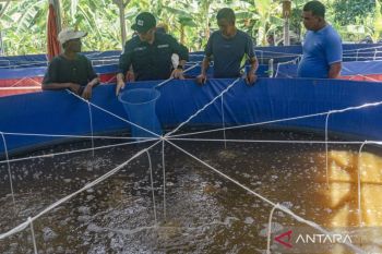 Pemkab Jayawijaya miliki 15 binaan kelompok perikanan air tawar aktif