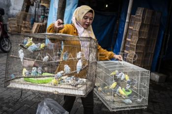 Foto: Nilai ekonomi ekosistem burung kicau