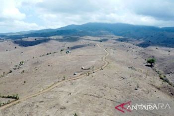 Lahan kritis hutan NTB menurun 6.000 hektare