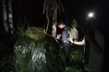BKSDA Sumbar siapkan opsi tembak bius evakuasi harimau sumatra